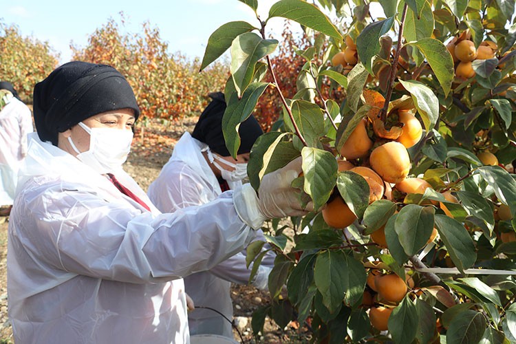 Adana'da tesis kuran kadın birçok şehre hurma gönderiyor