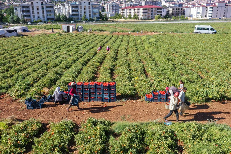 Kiraladıkları tarlalarda çadır kurup sebze yetiştiriyorlar