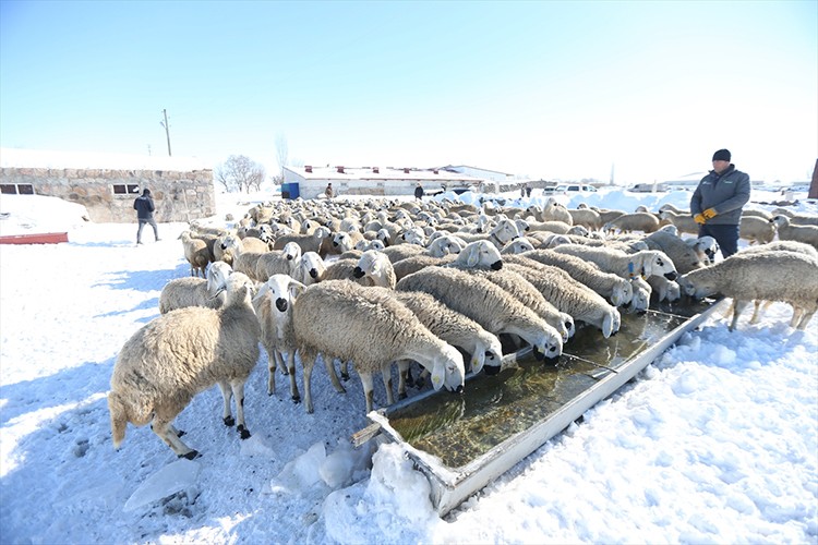 Kangal akkaraman ırkı koyun sürüsünü 6 kat büyüttü
