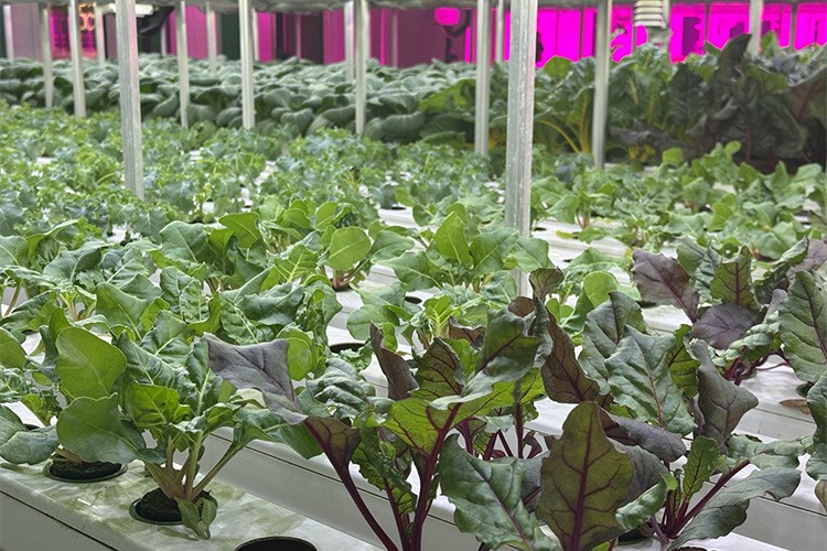 AVM otoparkında yeşil yapraklı sebzeler üretiliyor