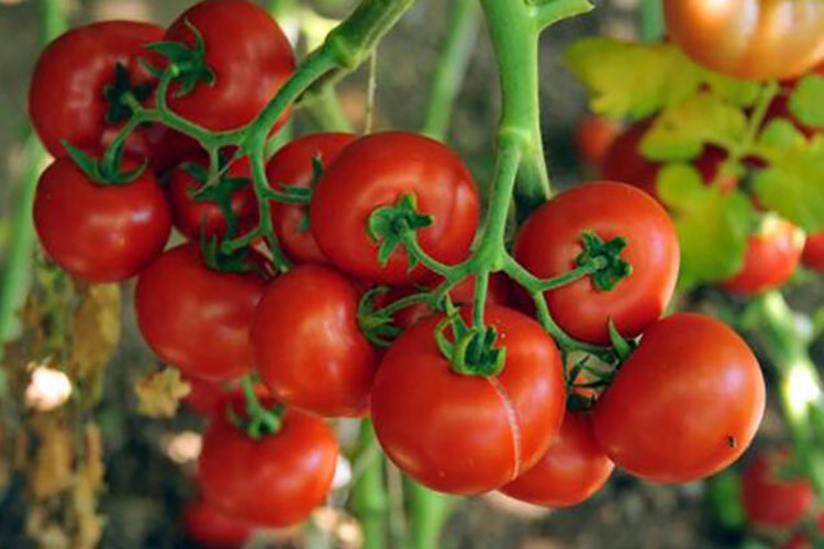 Tokat domatesi ekmek kapısı