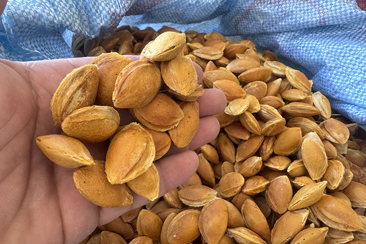 Kayısı çekirdeği kabuğundan biyoplastik üretildi