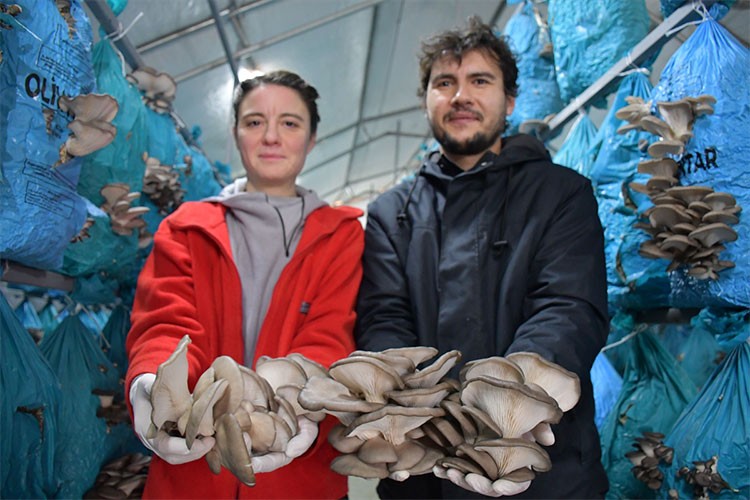 Kurdukları tesiste istiridye mantarı üretiyor