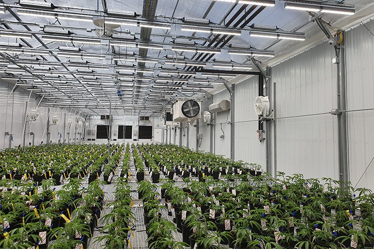 Tıbbi Kenevir Üretiminde Yeni Dönem Başlıyor