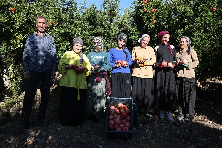 19 bin 250 dekar alanda üretilen narda hasat dönemi