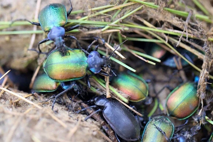 Geçen yıl 856 bin "terminatör böcek" görev başındaydı