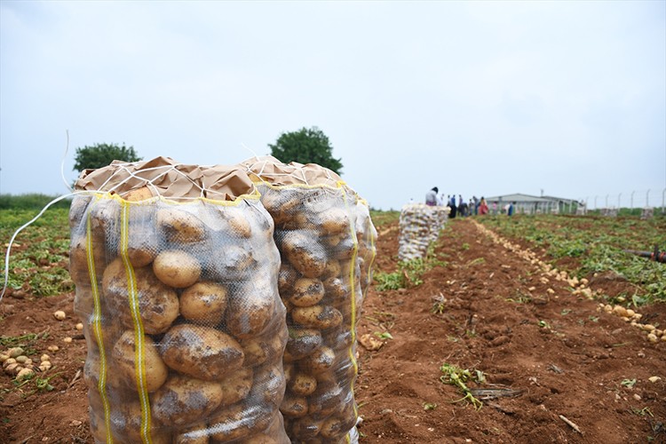 91 yıllık tohum gelir kapısı oldu