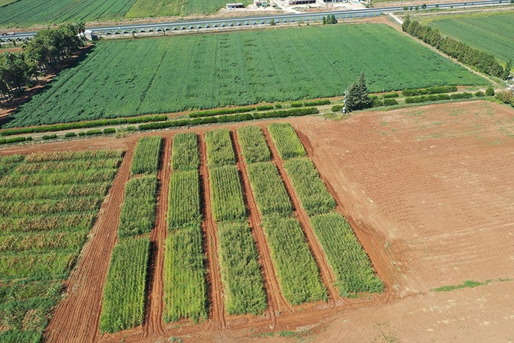 Şanlıurfa'da anıza ekim yönteminin yaygınlaştırılması hedefleniyor