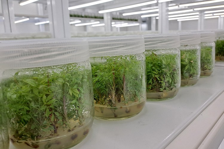 Laboratuvarda üretilen orkideler Avrupa'da mekanları süslüyor