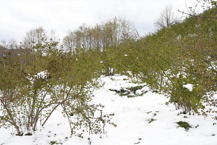 Zirai don 36 ilde etkili oldu