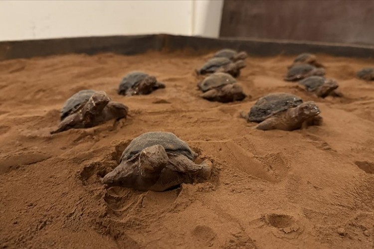 Çikolata müzesiyle turizme hizmet ediyor