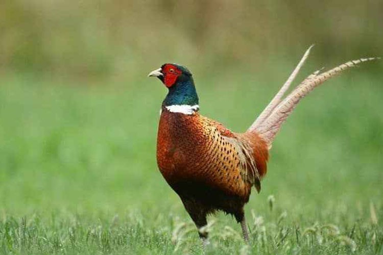 Doğada 982 bin 892 keklik ve sülünle kene mücadelesi