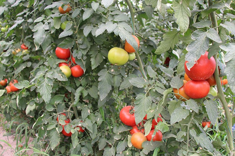 Isparta'da seralarda yetiştirilen domatesler hasat ediliyor