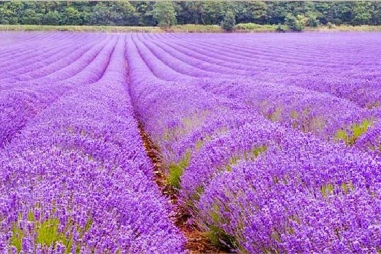 6 lavanta çeşidinin adaptasyonu sağlandı