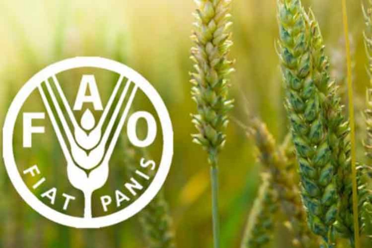 Küresel gıda fiyatları düşüşünü 12'nci aya taşıdı