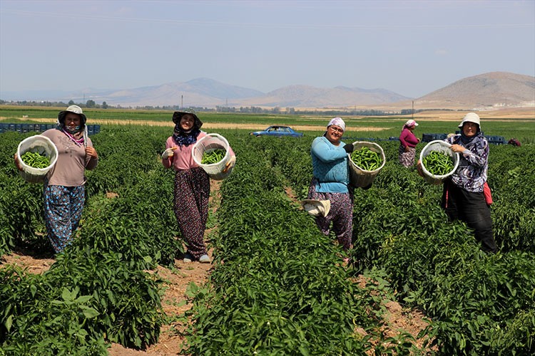 "Yetişmez" denilen arazide günde 14 ton biber üretiyor