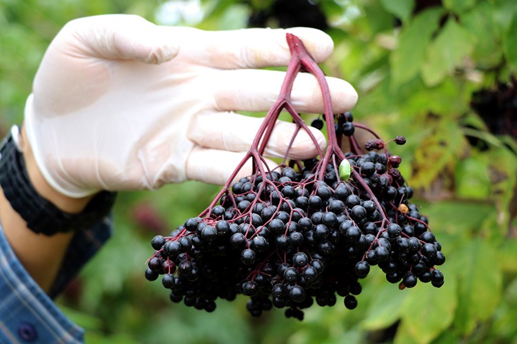 Aronyada hasat mesaisi başladı