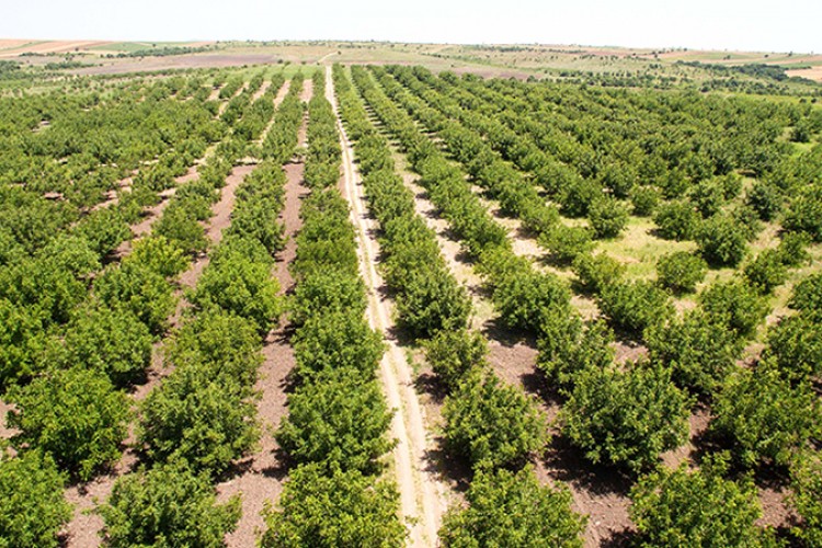 Ağaçlandırmada Avrupa'nın zirvesindeyiz