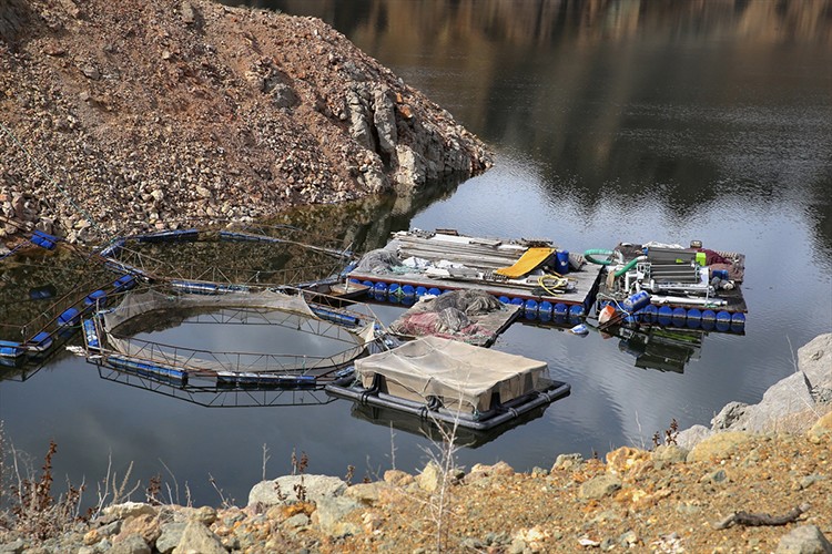 Yüksek rakımı ve serin suları Erzurum'da kafes balıkçılığına ilgiyi artırıyor