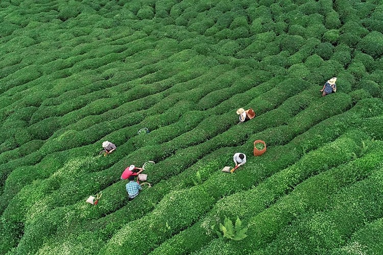 Çayın fiyatı belli oldu