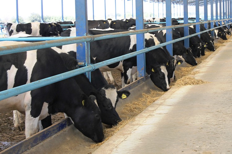 22.1 milyon ton süt üretildi