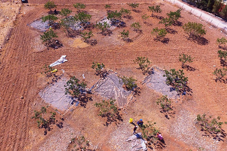 Fıstık ağaçlarının verimi 3-4 kat arttı
