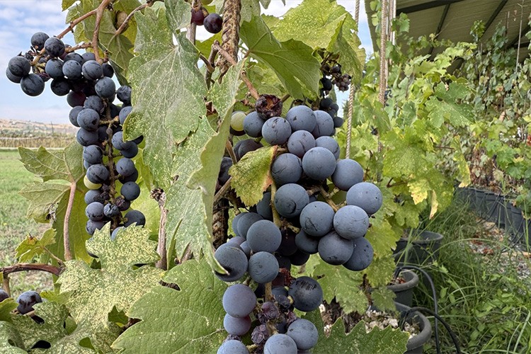 Kokulu üzümün çekirdeksiz olanları Tekirdağ'da geliştirildi