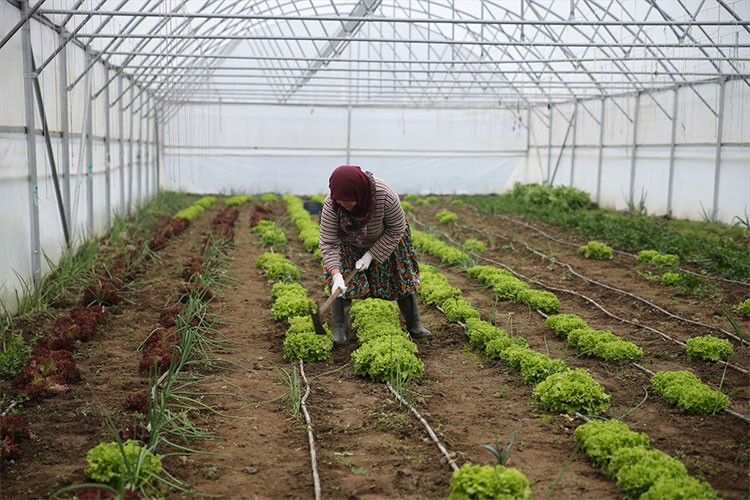 Sera kuran kadın çiftçi, işini büyütmeyi hedefliyor