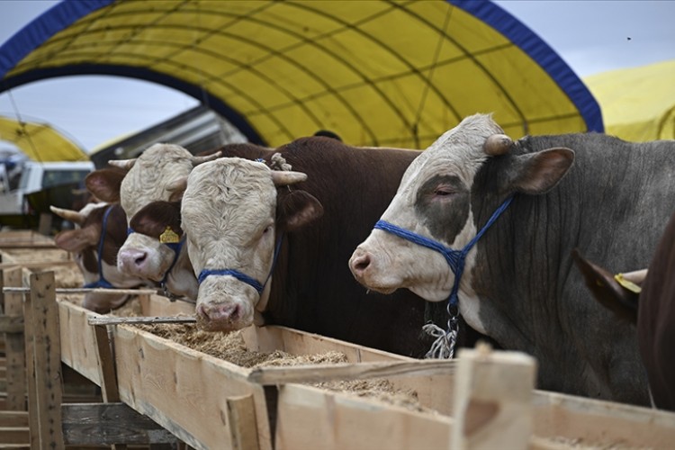 Kurbanlık arzında sorun beklenmiyor
