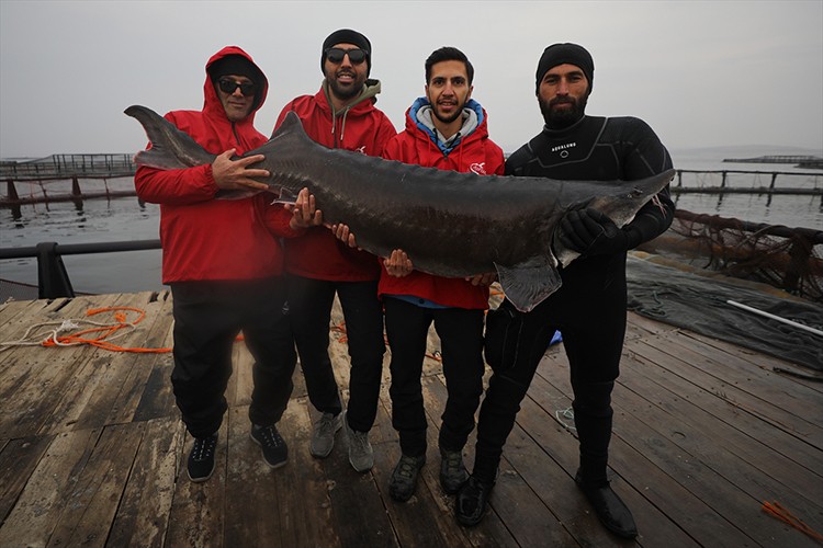 Mersin balığı yetiştiriciliğiyle havyarda üretim üssü oluyor