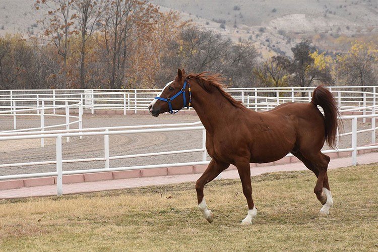 TİGEM 16 safkan Arap kısrağı satacak