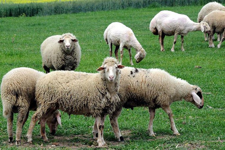 Van'da 2020'den bu yana besicilere 210 bin koyun dağıtıldı