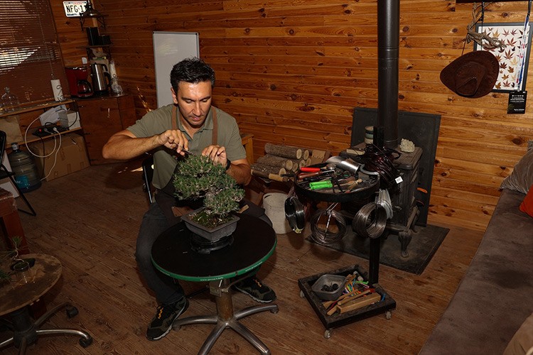 Bonsai yetiştiriciliğinde uzman oldu