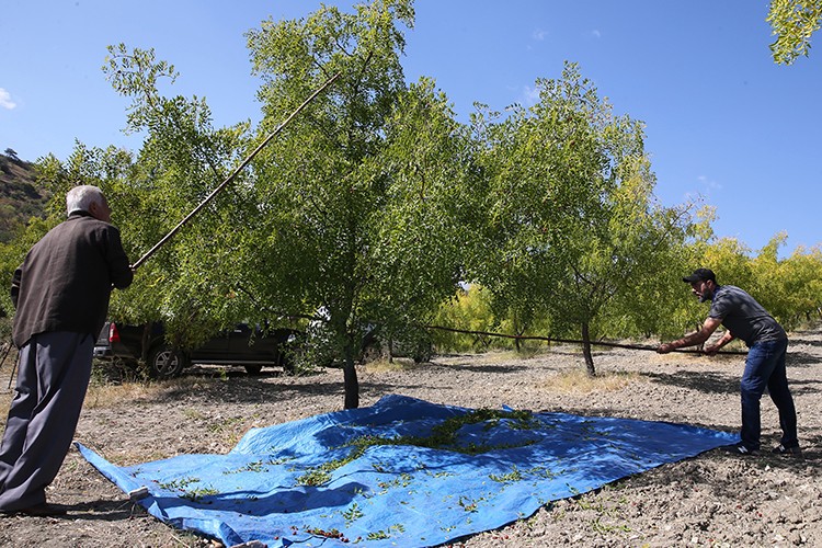 Hünnap Manisalı üreticinin ek gelir kaynağı oldu