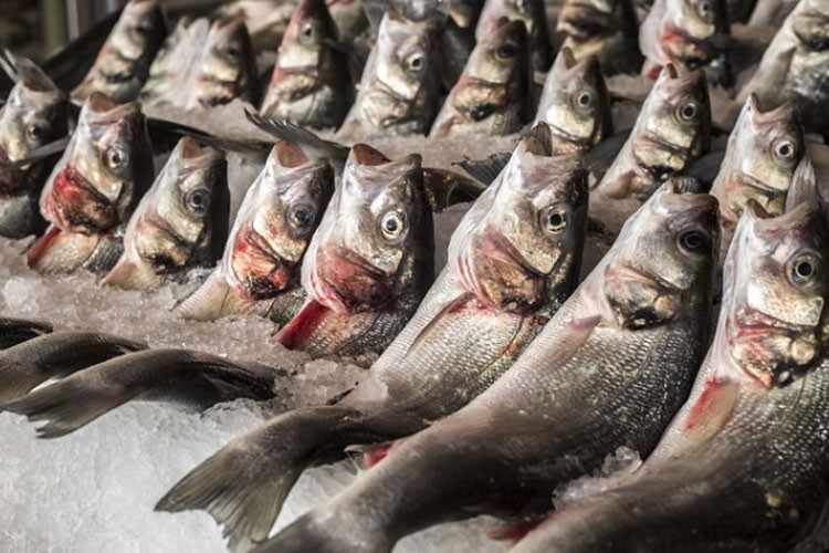 Su ürünleri ihracatı ilk çeyrekte 62 milyon doları aştı