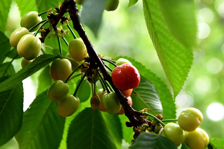 "Lapseki kirazı"nda hasat ay sonunda başlayacak