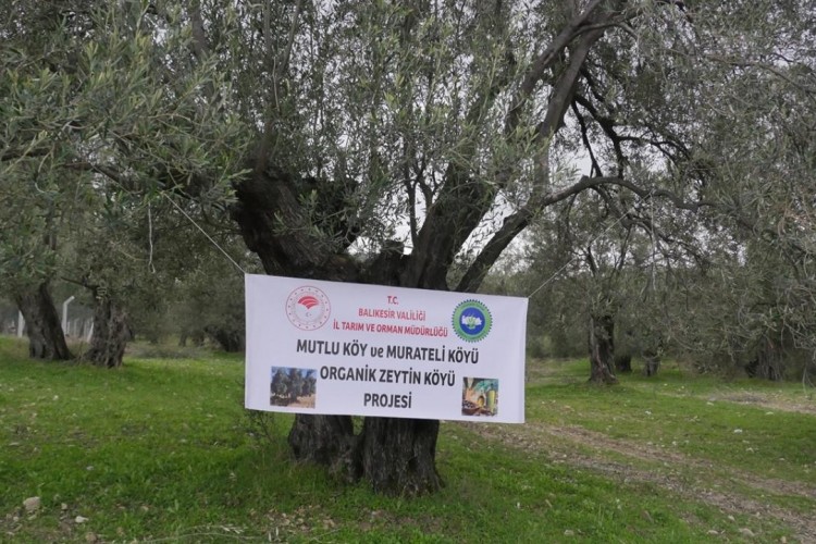 Ayvalık, organik zeytin ve zeytinyağı üretiminin merkezi olma yolunda