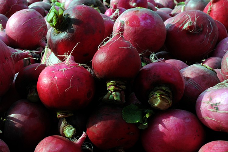 Turp üreticisi mutlu