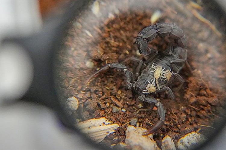 Diyarbakır'da akrep tesisi ihracata hazır