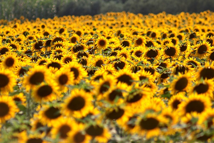Osmaniye'de ekim alanı düşen ayçiçeğinde yağışlar verimi artırdı