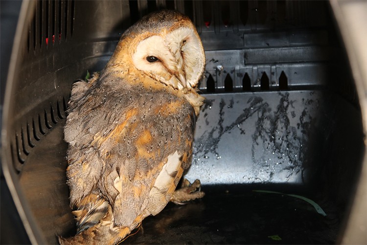 Amasya'da yaralı peçeli baykuş tedavi altına alındı