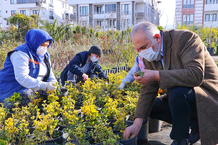 Peyzaj bitkilerini kendi üretiyor