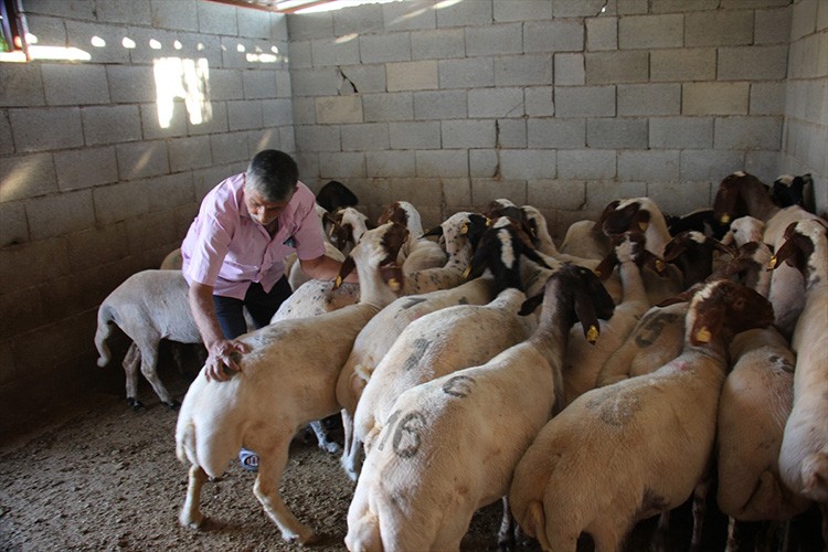İHH deprem bölgesine 6 bin hisse kurban eti ulaştıracak