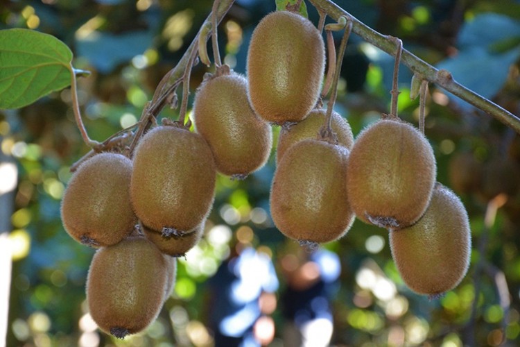Ordu'da kivi fiyatları belirlendi