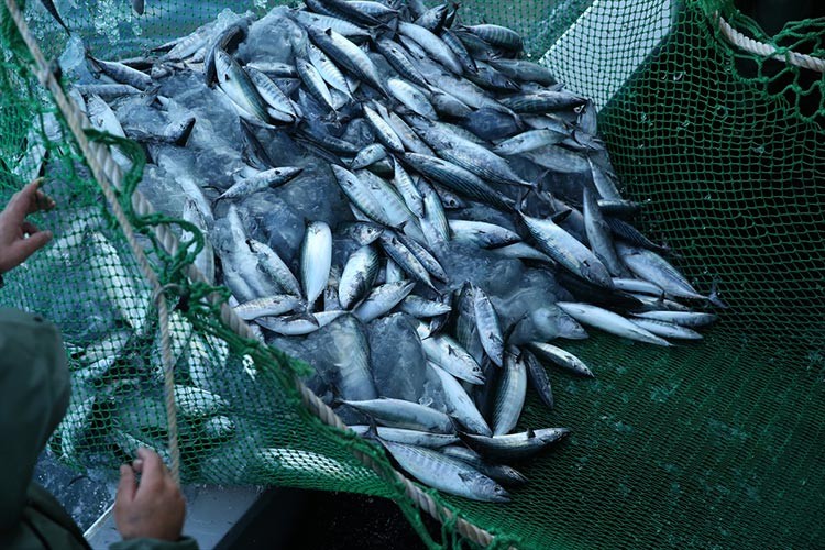 Karadenizli balıkçıların ağları palamutla doldu