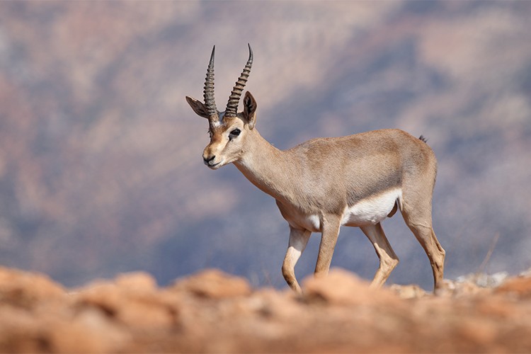 Hatay Dağ Ceylanlarının Geleceği için Yeni Adımlar Atılıyor