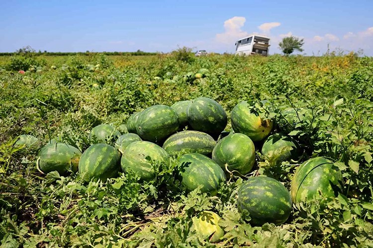 Adana karpuzunun kilogram fiyatı tarlada 7 liraya düştü