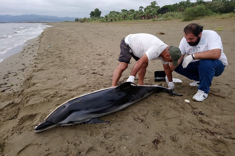 Aydın'da 2 ölü yunus karaya vurdu
