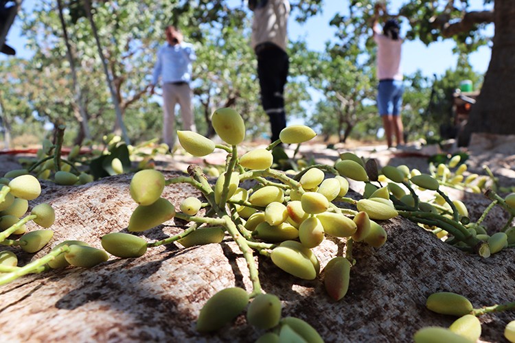 Kilis'te boz Antep fıstığı hasadı başladı