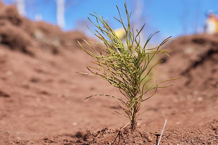 Sürdürülebilir geleceğe katkı sağlıyor